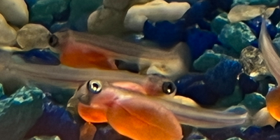 Salmon